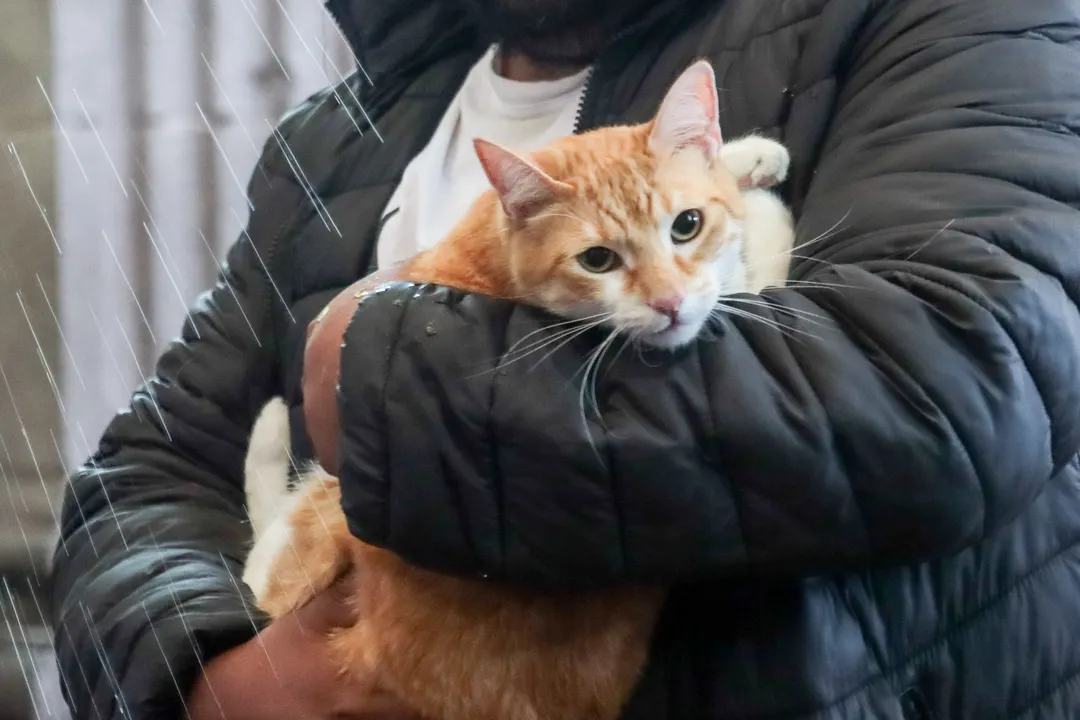 San Francisco de Asís: por qué este 4 de octubre llevan a las mascotas a bendecir