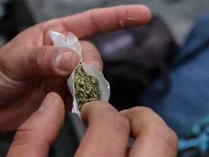 Cofepris emite 4 permisos para consumo lúdico de mariguana