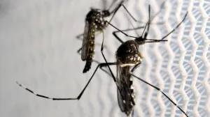 El riesgo de contraer Zika en JO es bajo y manejable: OMS