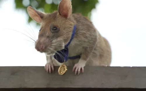 Conoce a Magawa, la rata que recibió una medalla de oro por detectar minas y salvar vidas