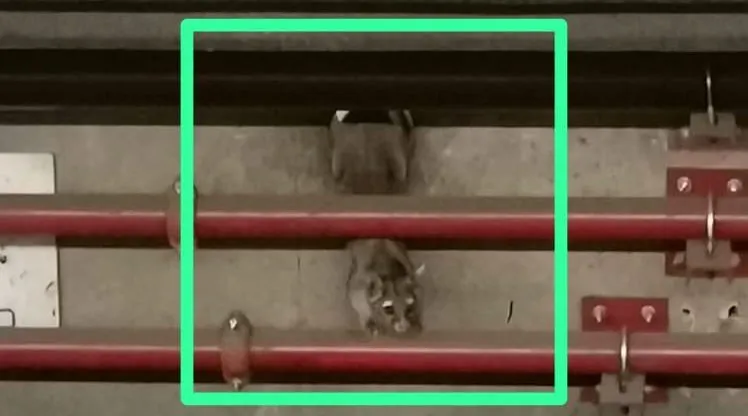 cacomixtle Metro