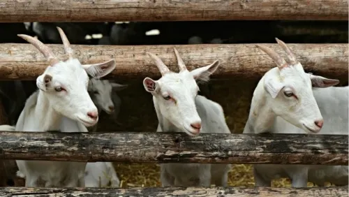 Holanda advierte nueva enfermedad transmitida por las cabras