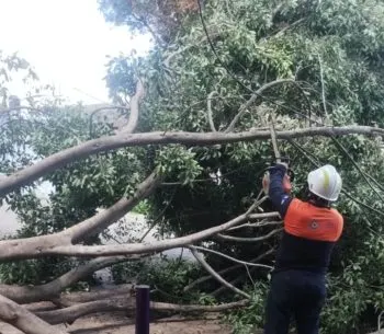 Atiende Protección Civil Municipal caída de árboles en Xonaca y Moctezuma; descarta personas lesionadas