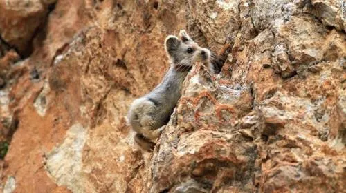 Fotografían un Ili pika por primera vez en 20 años