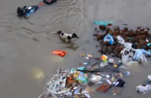 ¡Instinto materno! Perra salva a sus 4 cachorros de morir ahogados
