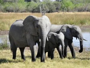 Cazador es aplastado por el mismo elefante que intentaba cazar