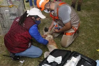 ¡Misión cumplida! Rescatan a perritos atrapados en socavón