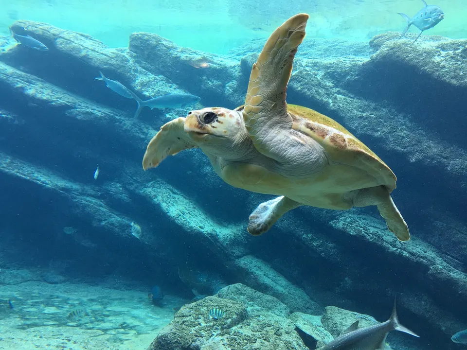 Tortugas