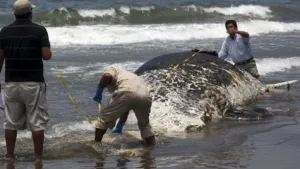 Ballena de 9 metros de largo muere varada en playa de Veracruz