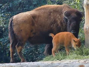 Profepa no investigará muerte de bisonte en Chapultepec