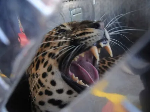 Leopardo mata a niño de 2 años en parque de Sudáfrica