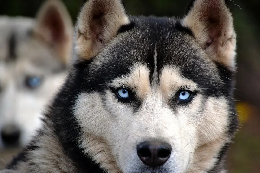Perro Husky