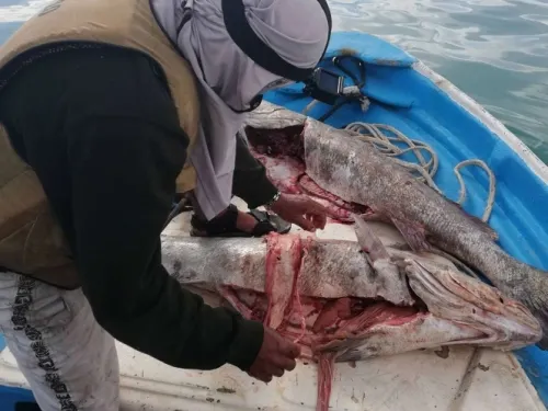 Piden nuevas sanciones contra México por fracaso en preservación de vaquita marina