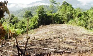 La Procuraduría Federal de Protección al Ambiente (PROFEPA) realizó durante el presente año un