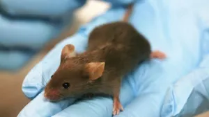 Aseguran científicos haber curado cáncer de mama experimentando con ratones