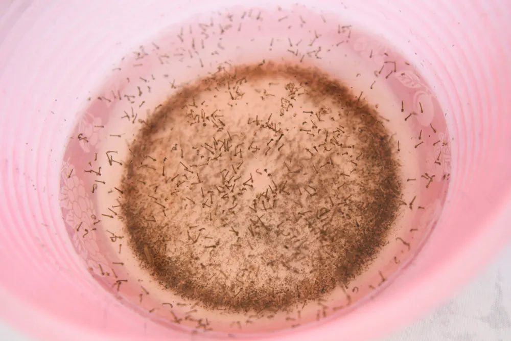 Dengue en Puebla