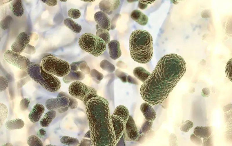 Vibrio vulnificus