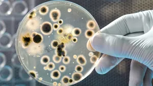 OMS publica las bacterias más peligrosas y resistentes a los antibióticos