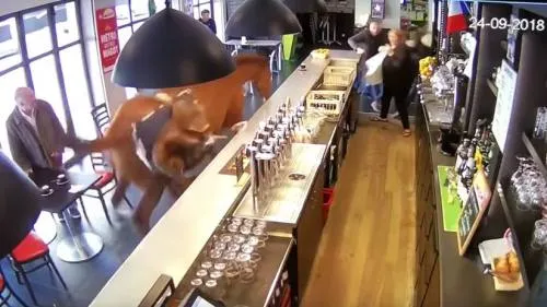 Un caballo furioso irrumpe en una cafetería en Francia