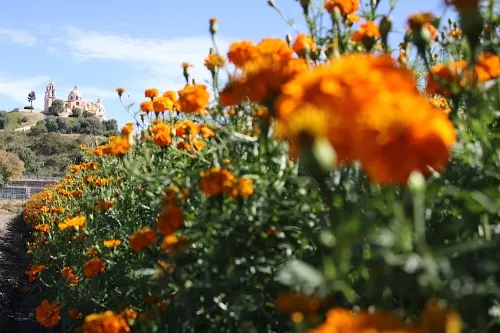 Productores de Cempasúchil señalan daños en su flor
