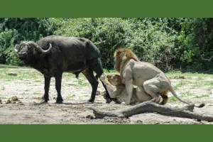 En plena caza, un león prefiere hacer el amor y no ‘la guerra’