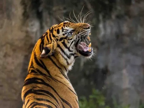 Siete tigres del zoológico del Bronx dan positivo al coronavirus