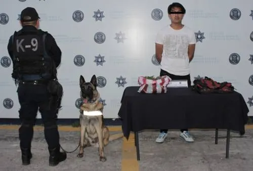 Asegura Policía Municipal de Puebla más de 700 gramos de marihuana en la CAPU; hay un detenido