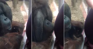 Video: Orangután besa a través de un cristal el vientre de una embarazada