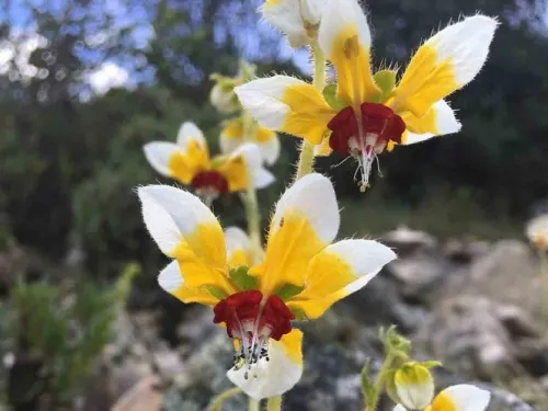 Conoce las plantas peruanas que parecen tener memoria