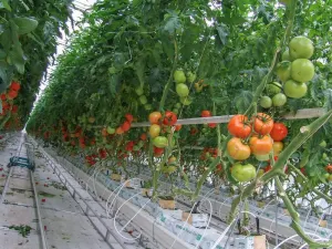 Crece producción nacional agroalimentarios en México