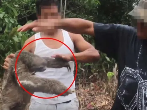 Video revela cómo trafican especies por internet