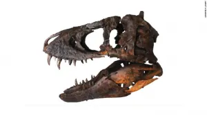 En subasta: cráneo de T. Rex por 1.8 millones de dólares