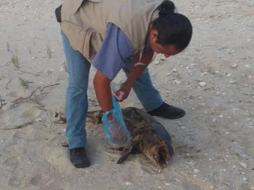 Reportan muerte de otra vaquita marina; suman cuatro en 2017