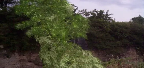 PEP asegura 11 plantas con características propias de la marihuana