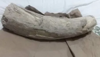 ¡Impresionante! Descubren colmillo de mastodonte en el municipio de Zapotitlán de Salinas