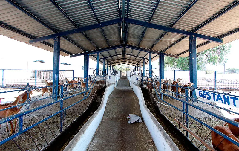 buap-medicina-veterinaria-y-zootecnia-50-aniversario