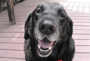 ¿Si tu perro es viejo aún lo puedes educar?