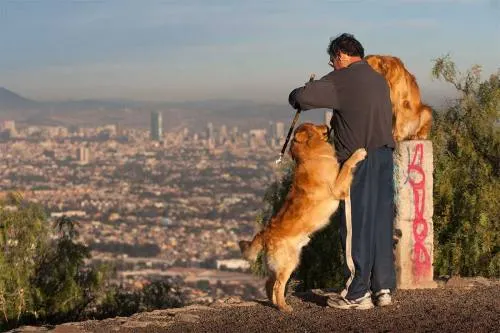 Ciencia: perros rápido consuelan a sus dueños si los notan tristes