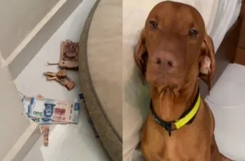 Lomito mordisquea los ahorros de su dueña; su tierna mirada enamora a los internautas