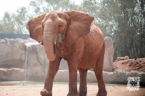 Elefante de zoológico lanza piedra y mata a niña