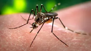 SSEP iniciará campaña para prevenir el Zika, Chikungunya y Dengue