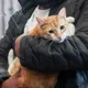 San Francisco de Asís: por qué este 4 de octubre llevan a las mascotas a bendecir