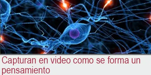 Capturan en video como se forma un pensamiento