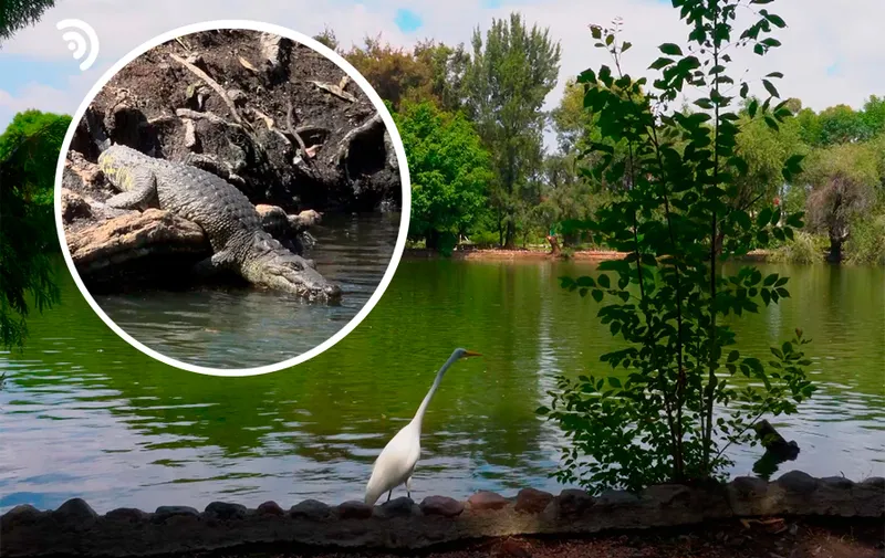 Desmienten desbordamiento de la laguna de San Baltazar en Puebla; el cocodrilo Fugaz está bien