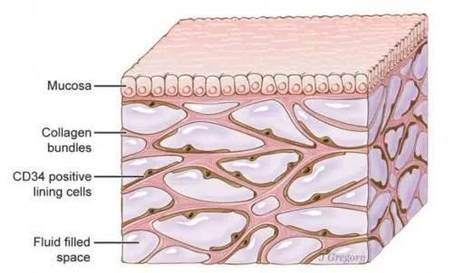 Científicos descubren nuevo órgano humano; se trata del ‘Interstitium’