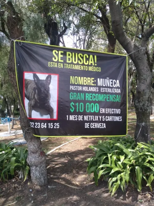 Ayuda a Muñeca a regresar a casa