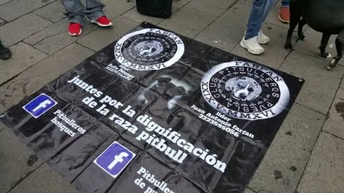 Club PitbullerosPuebla pide no estigmatizar a esta raza