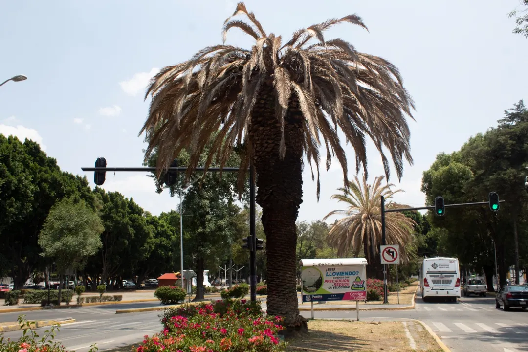 Palmera