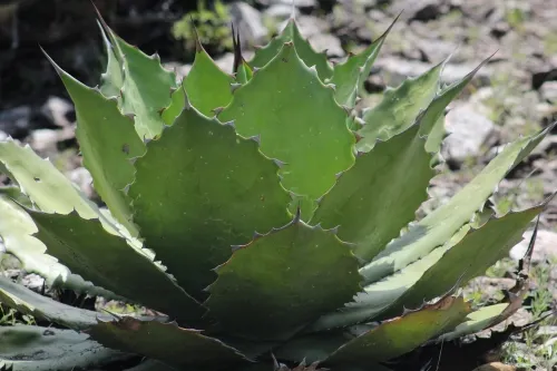 Impulsa SDR desarrollo de agaves mezcalero y pulquero