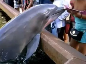 Delfín le quita iPad a mujer que le tomaba foto en SeaWorld